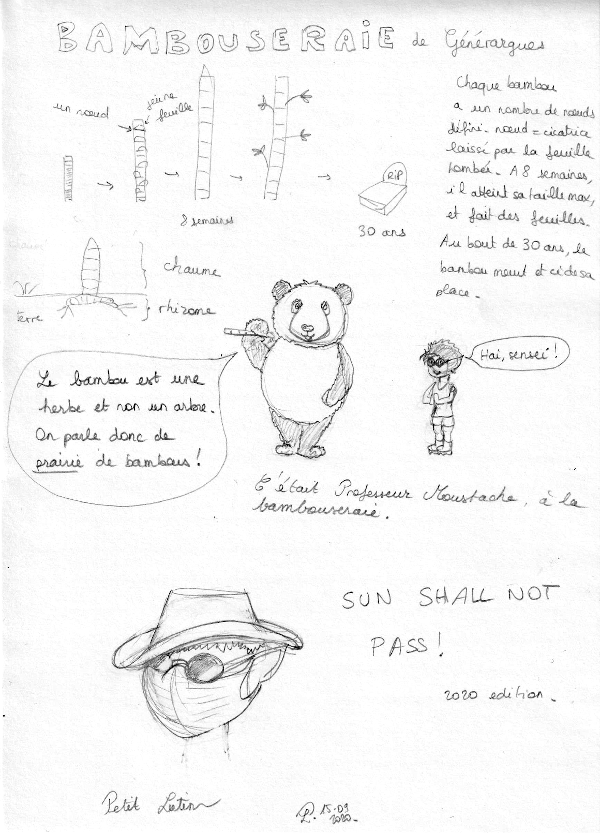 Informations sur le bambou : comme c'est une herbe et non un arbre, on parle d'une praie de bambous et non pas d'une forêt !