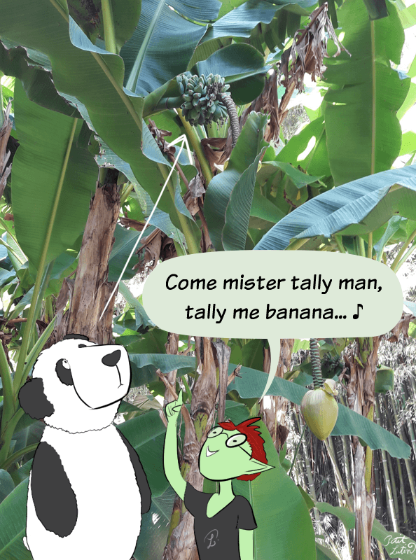 Photo de dessous d'un bananier qui présente de petites bananes en hauteur. Petit Lutin et Moustache sont dessinés. Petit Lutin pointe les bananes du doigt et dit à Moustache en chantant "Come mister tally man, tally me banana" extrait de Banana Boat Son (Day-O) chanté par Harry Belafonte.