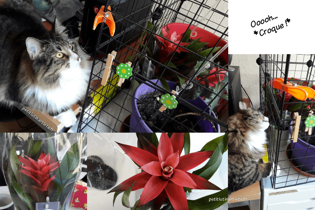 un chat qui regarde des fleurs avec intérêt et qui croque une des feuilles