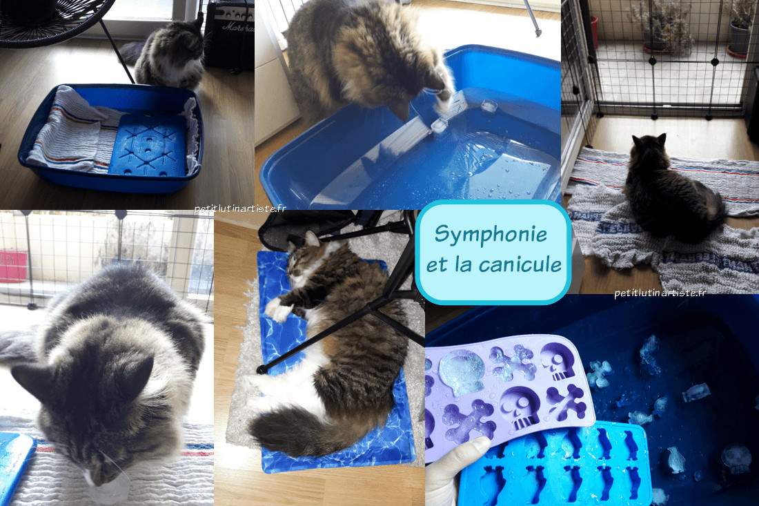 de gauche à droite et de haut en bas : un chat à poils longs à côté d'une litière contenant une serpillère et un pain de glace, le chat qui joue avec un glaçon dans un bac à litière, un chat allongé sur des serpillères, le chat qui lèche un glaçon, le chat qui dort sur un tapis rafraichissant, des glaçons en forme de tête de mort et de manchot