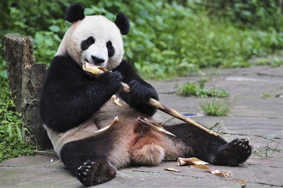 photo de panda où on voit que ses testicouilles sont noires