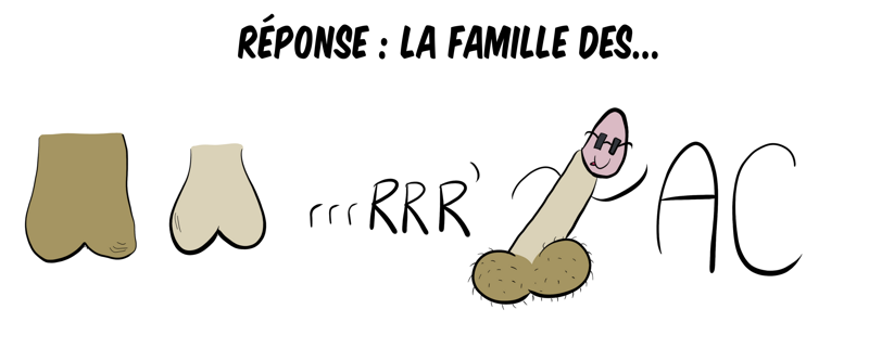 Réponse en rébus : CUL-CUL-rrrRRR-BITE-A-C