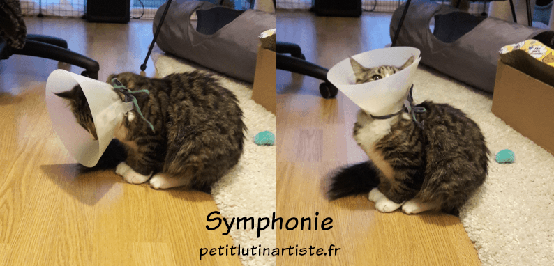 Photos de Symphonie avec la collerette, elle ressemble à un personnage Pixar