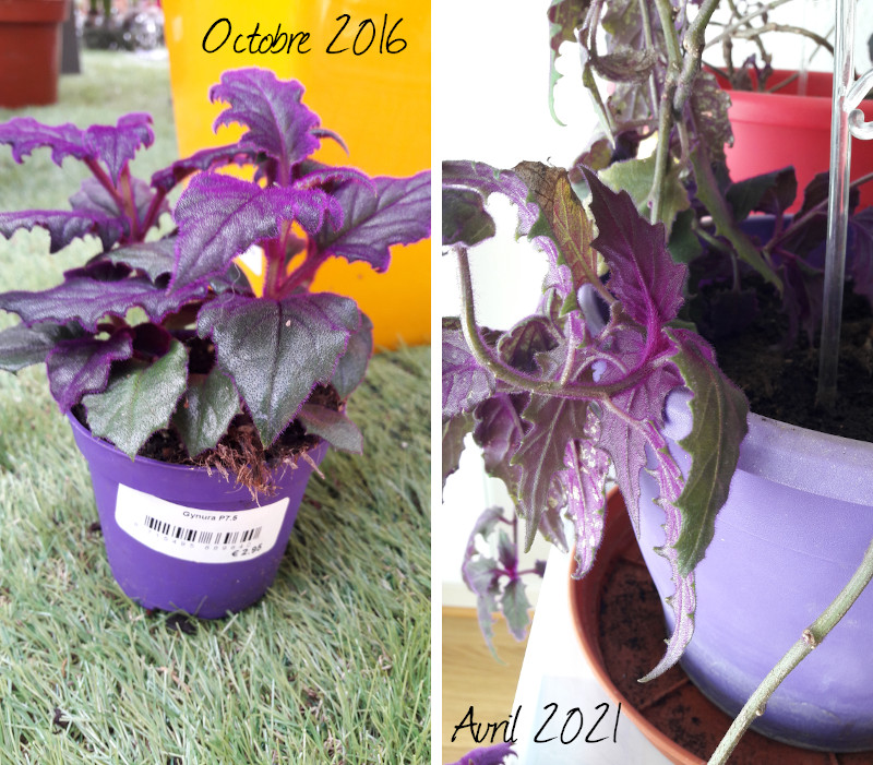 évolution de mon gynura (plante violette poilue) d'octobre 2016 à avril 2021