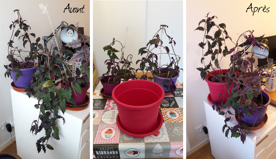 rempotage de mon gynura (plante violette poilue) dans 2 pots plus grands