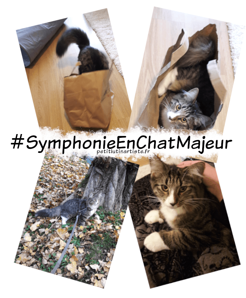montage de photos de Symphonie : en haut à gauche, un chat qui saute dans un sac en papier, en haut à droite, le même chat complètement dans le sac. En bas à gauche, le chat avec le harnais et sa laisse, devant un arbre, et en bas à droite, le chat posé sur mes genoux, qui regarde l'objectif.