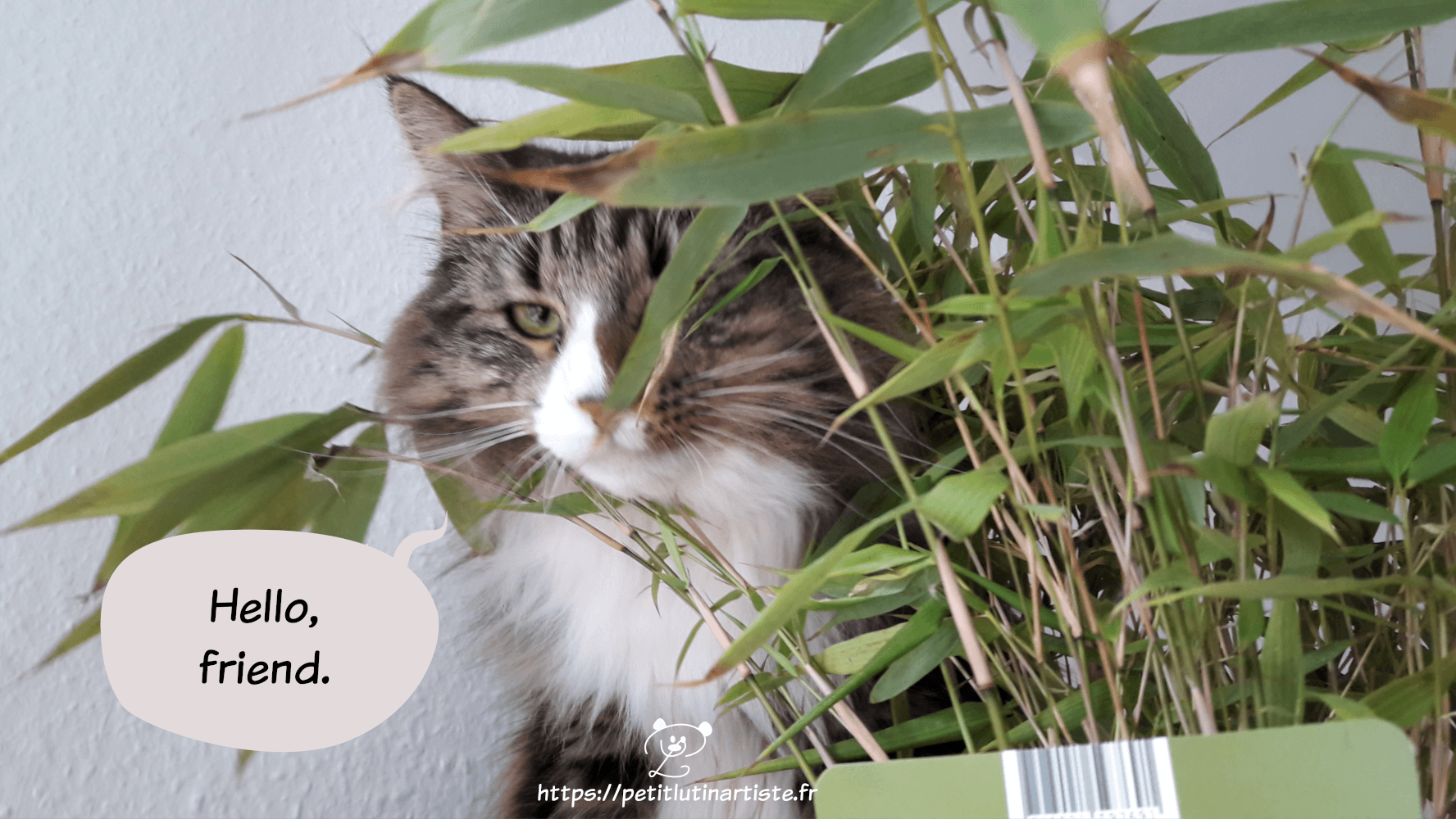 my norwegian forest cat is standing behind bamboos. she is looking the camera and she says in a speechbubble "Hello friend"