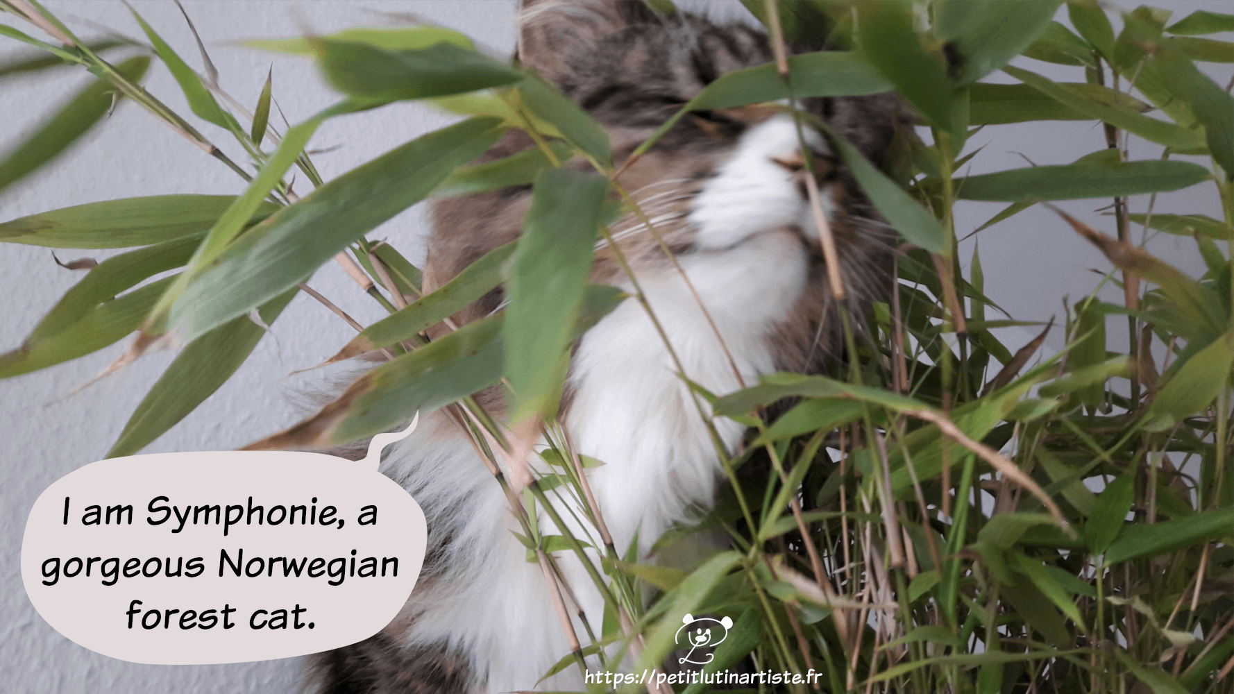 the cat closes her eyes as if she was smiling, and she says "I am Symphonie, a gorgeous norwegian forest cat"