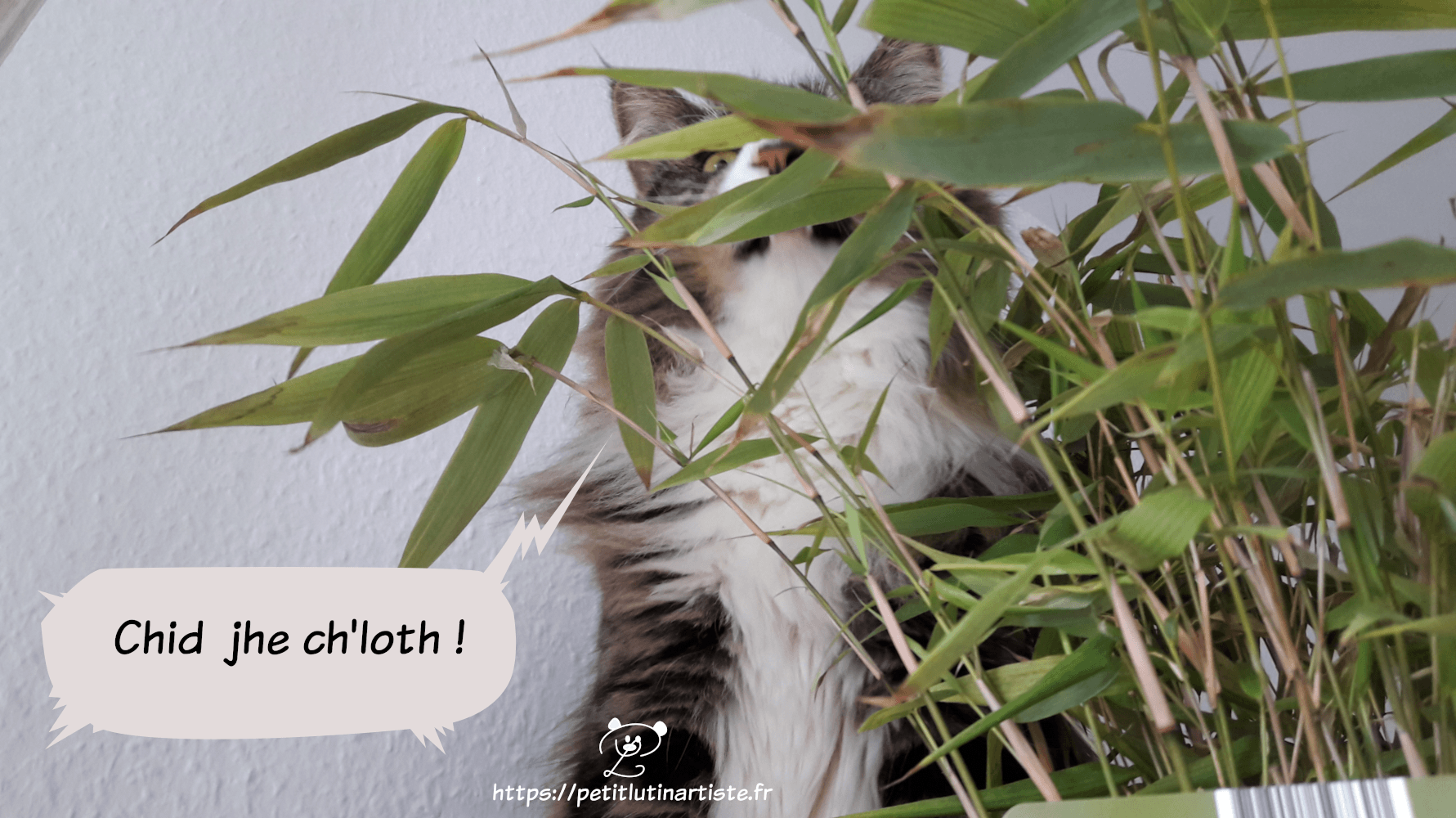 the cat is crossed-eye and she says like in Ace Age : "Chid jhe ch'loth !"
