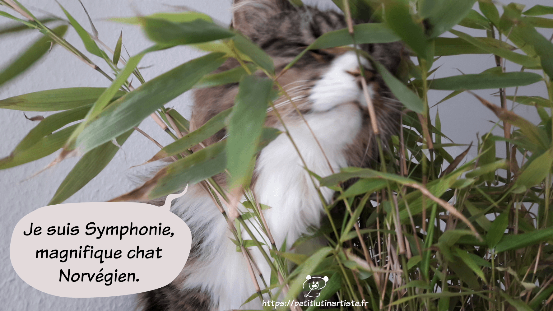 le chat ferme les yeux comme s'il souriait, et ajoute "je suis Symphonie, magnifique chat norvégien"