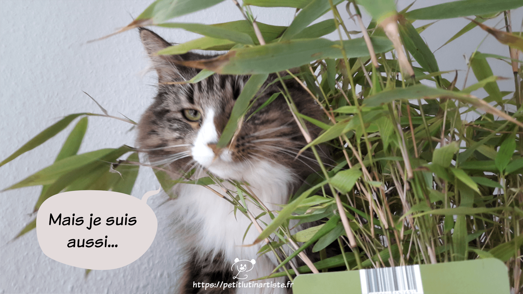 "mais je suis aussi..."